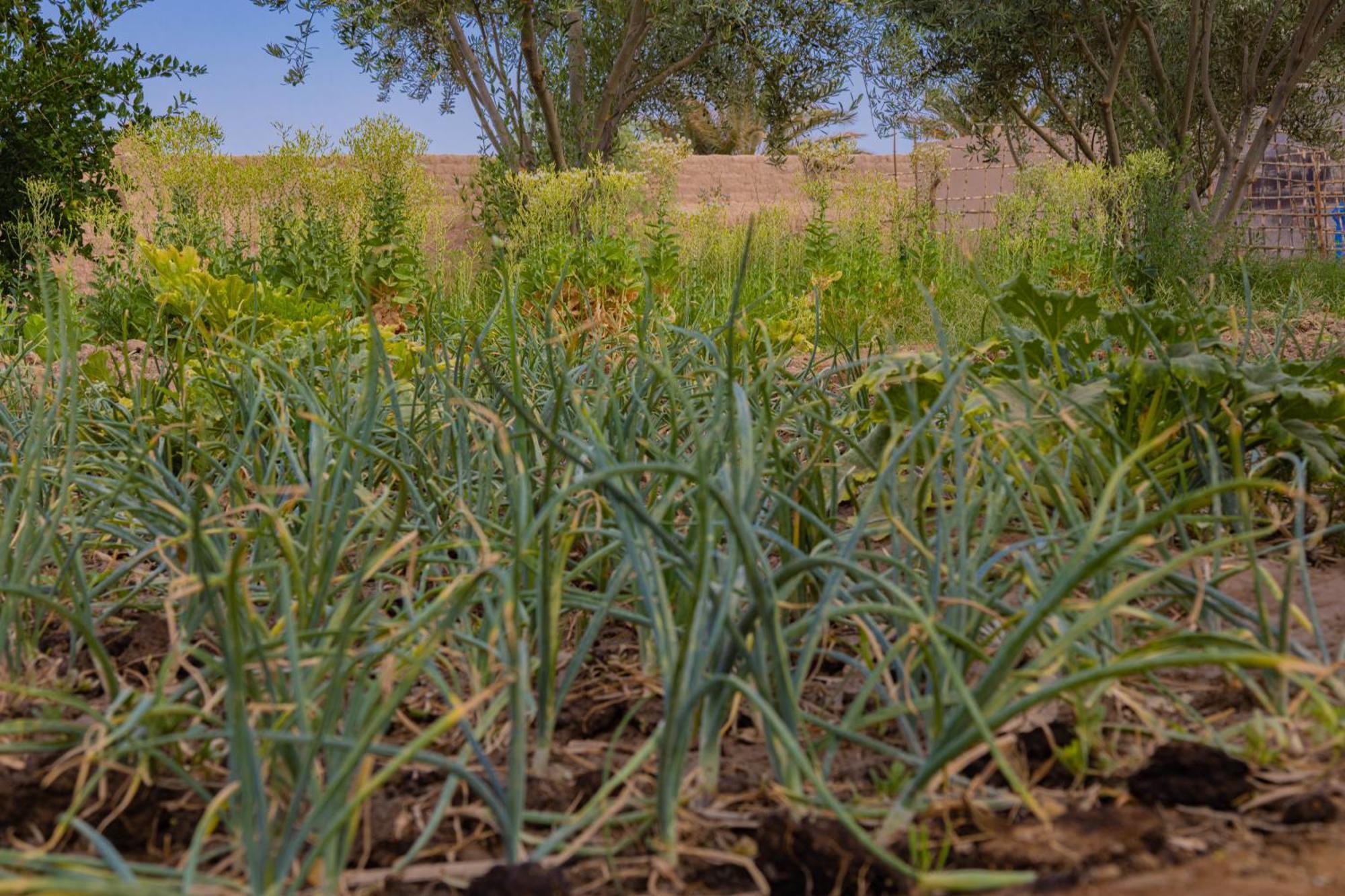 Maison D'Hote Amridil Skoura Bagian luar foto