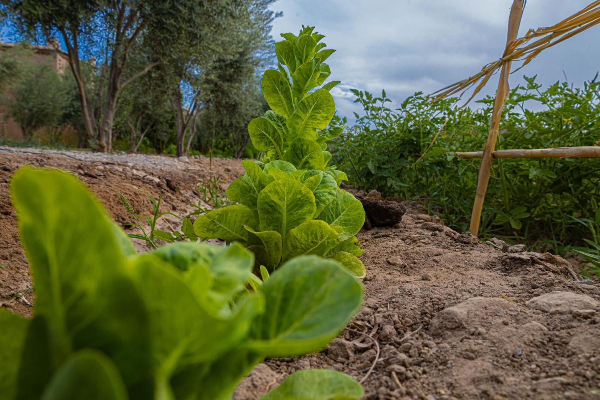 Maison D'Hote Amridil Skoura Bagian luar foto
