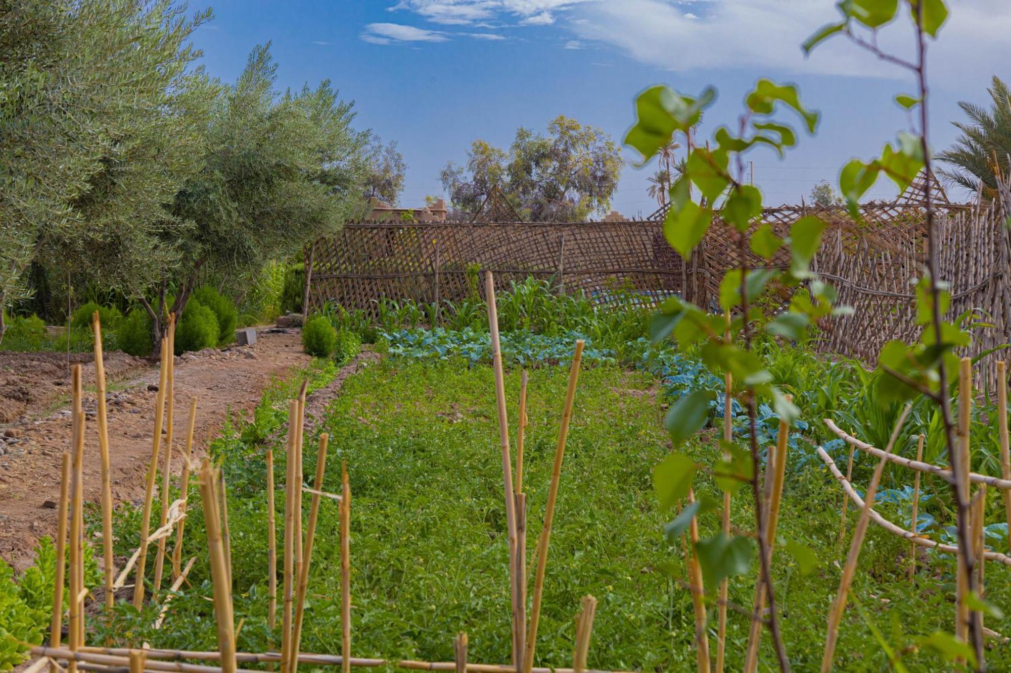 Maison D'Hote Amridil Skoura Bagian luar foto