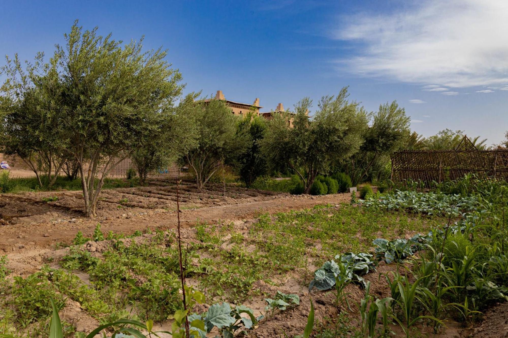 Maison D'Hote Amridil Skoura Bagian luar foto